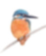 Kingfisher