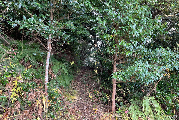 隠岐 愛宕山 やま歩きコース