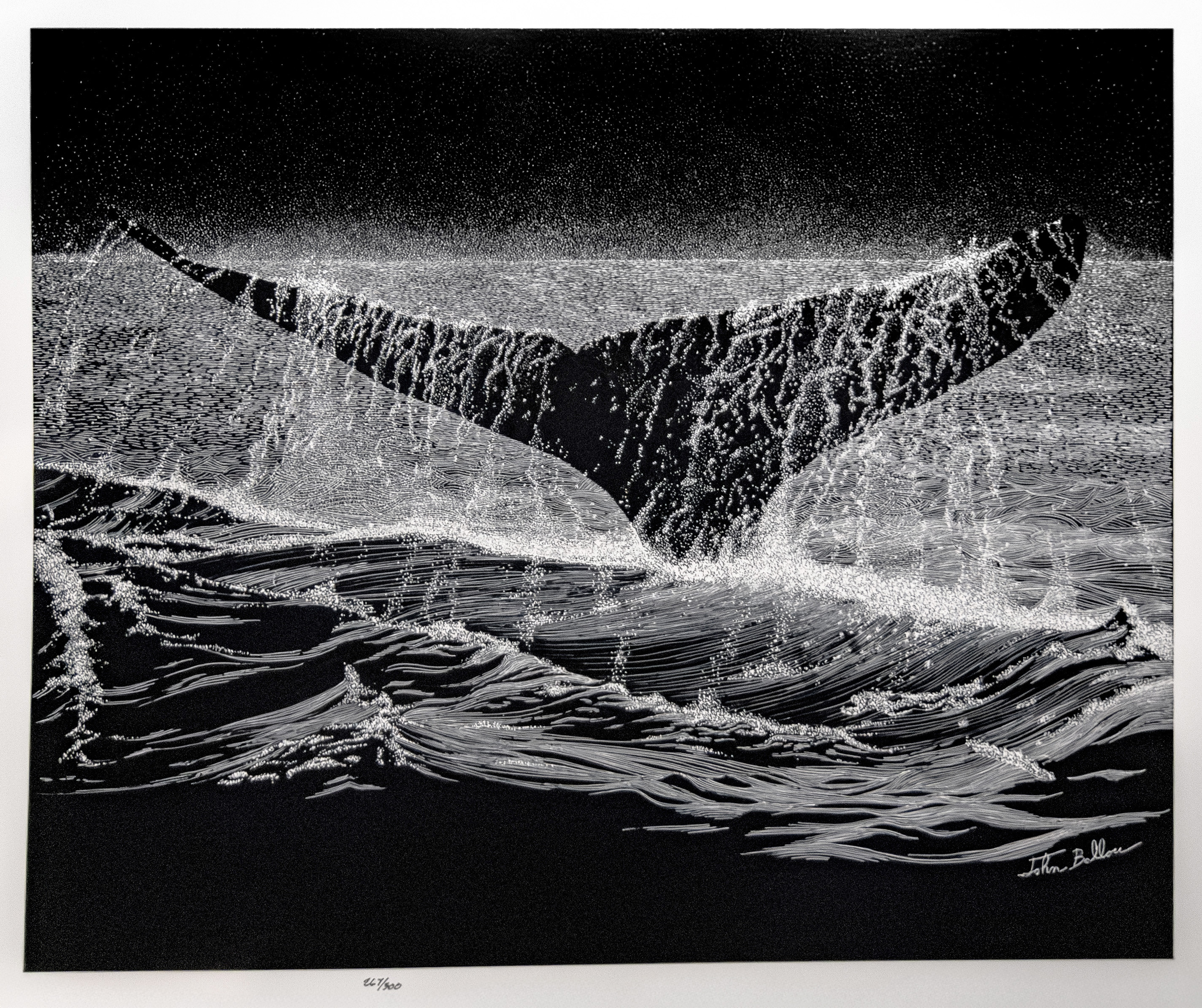 Whale Tail