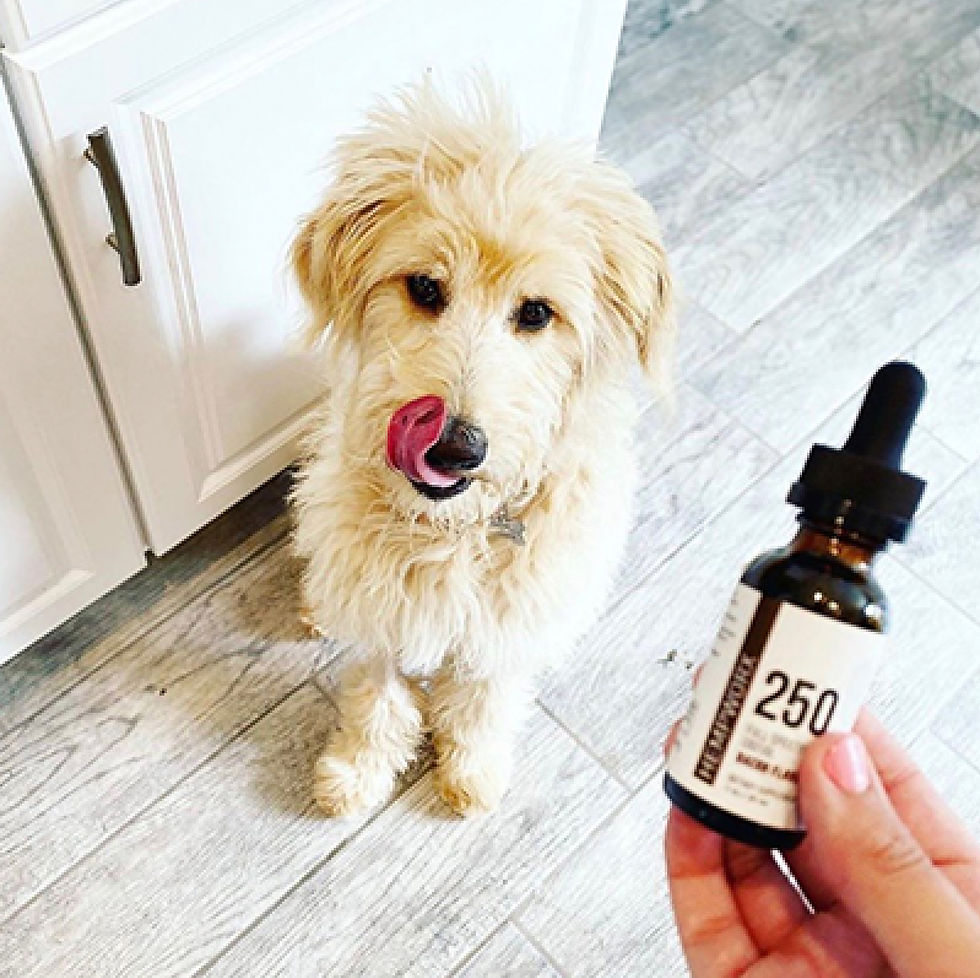 CBD For Pets