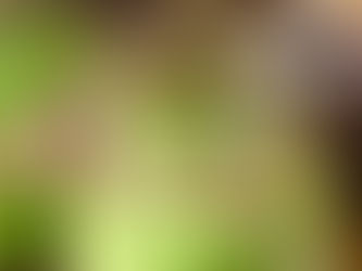 Keto Avocado Smoothie Recipe