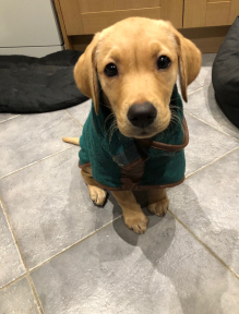 pup 9