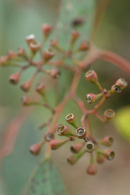Eucalyptus_polyanthemos (5).jpg