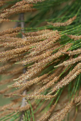 Casuarina_cunninghamiana_4.jpg