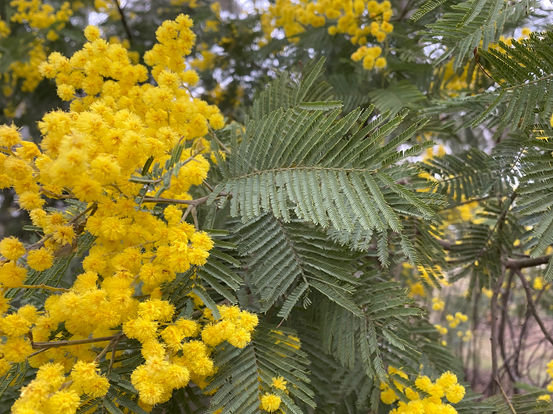 Acacia dealbata_IMG_3275.jpg