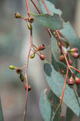 Eucalyptus_melliodora_362.jpg