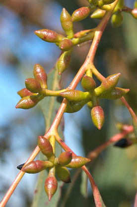 Eucalyptus_bridgesiana_5.jpg
