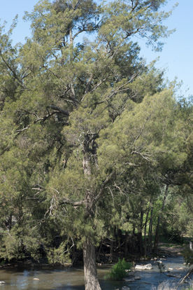 Casuarina cunninghamiana20141016.jpg