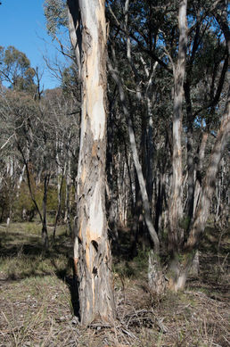 Eucalyptus_polyanthemos140727-4.jpg