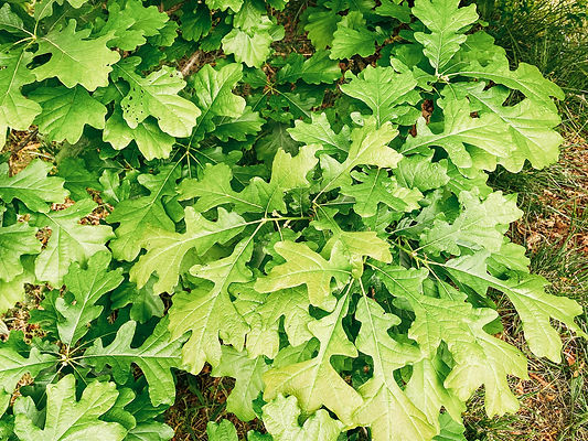 Oak leaves_IMG_4896 1.jpg