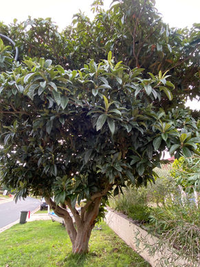 Eriobotrya japonica_IMG_6774.jpg