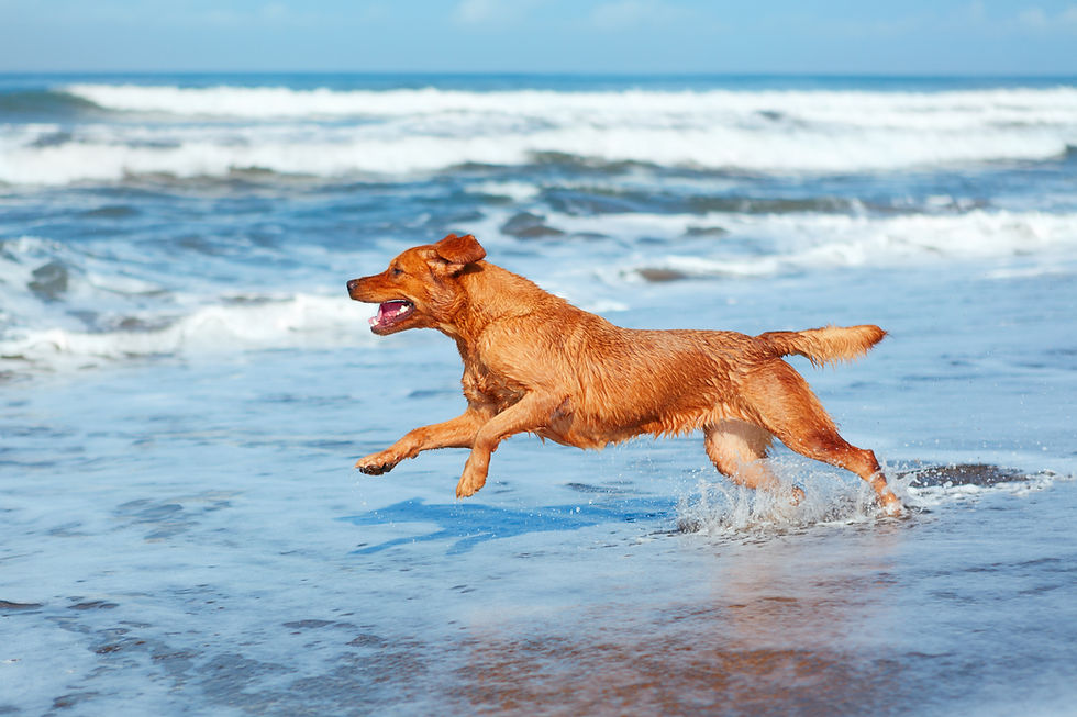 Holland mit Hund Domburg Hundestrand