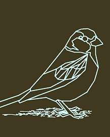 House Sparrow