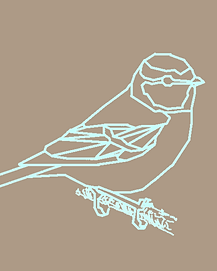 Blue Tit