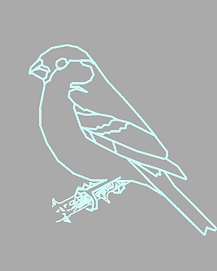 Bullfinch