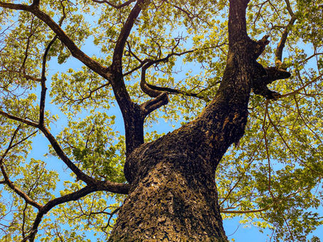 The Role of Tree Services for Common Diseases & Care Tips