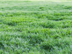 niceville lawn