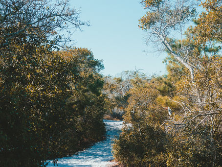 Trees of Destin and Miramar Beach: The Charm of Pine and Oak