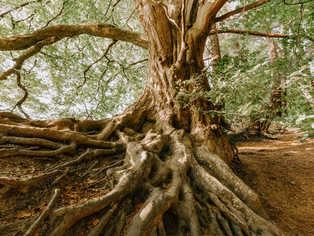 Common Tree Root Diseases and Effective Treatment Approaches