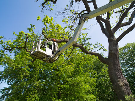 remove a tree