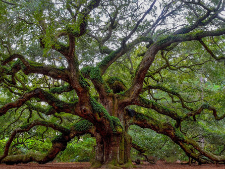 The Art and Challenge of Trimming Large Oak Trees