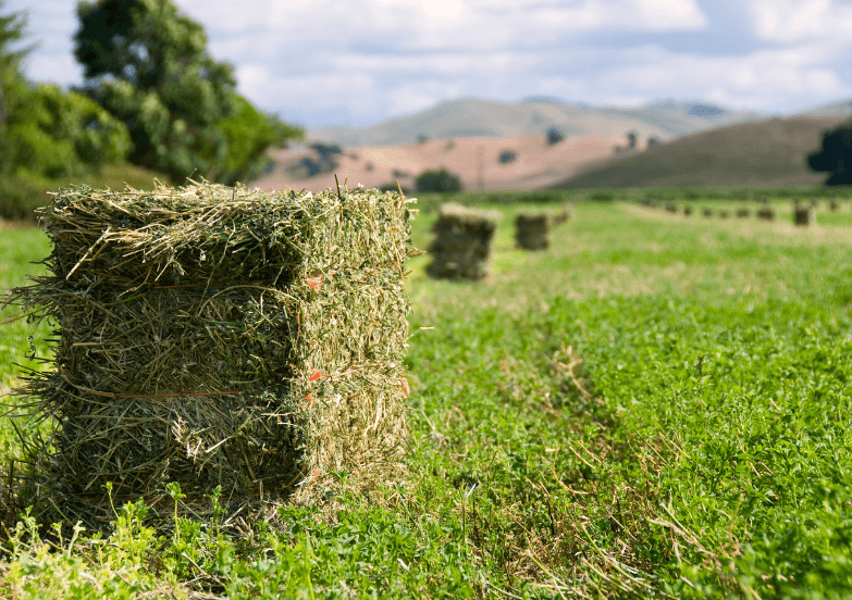 alfalfa hay bale.png