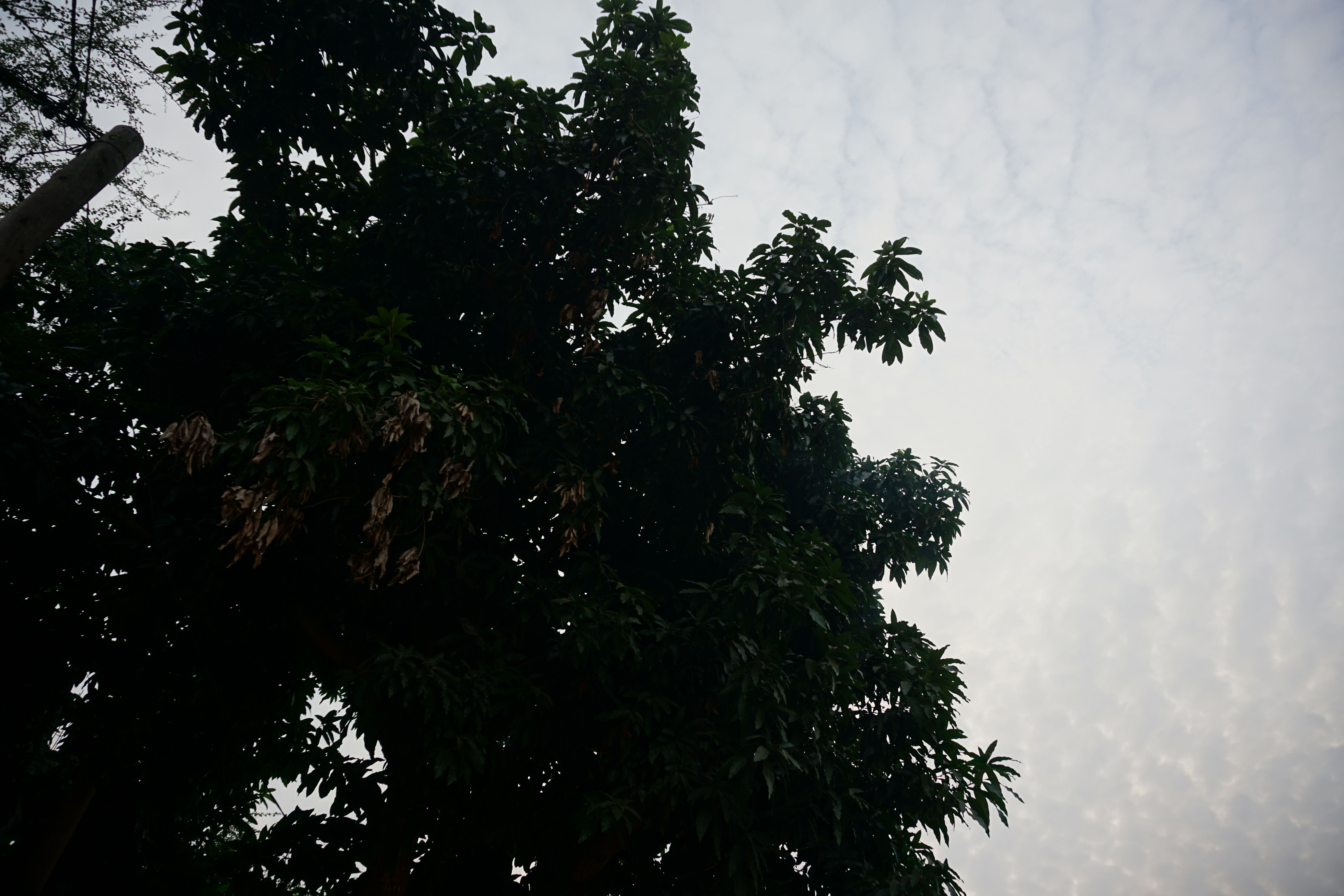 Lomé n°1