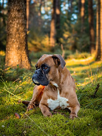 Boxer Hund liegt im Wald im Moos und guckt nach links