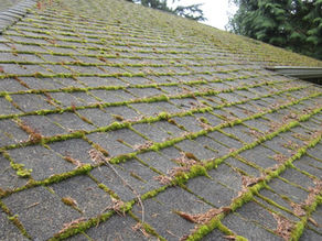 The $15,000 Mistake Spanaway Homeowners Make by Skipping Roof Cleaning