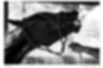 HORSES 9