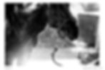 HORSES 1