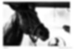 HORSES 4