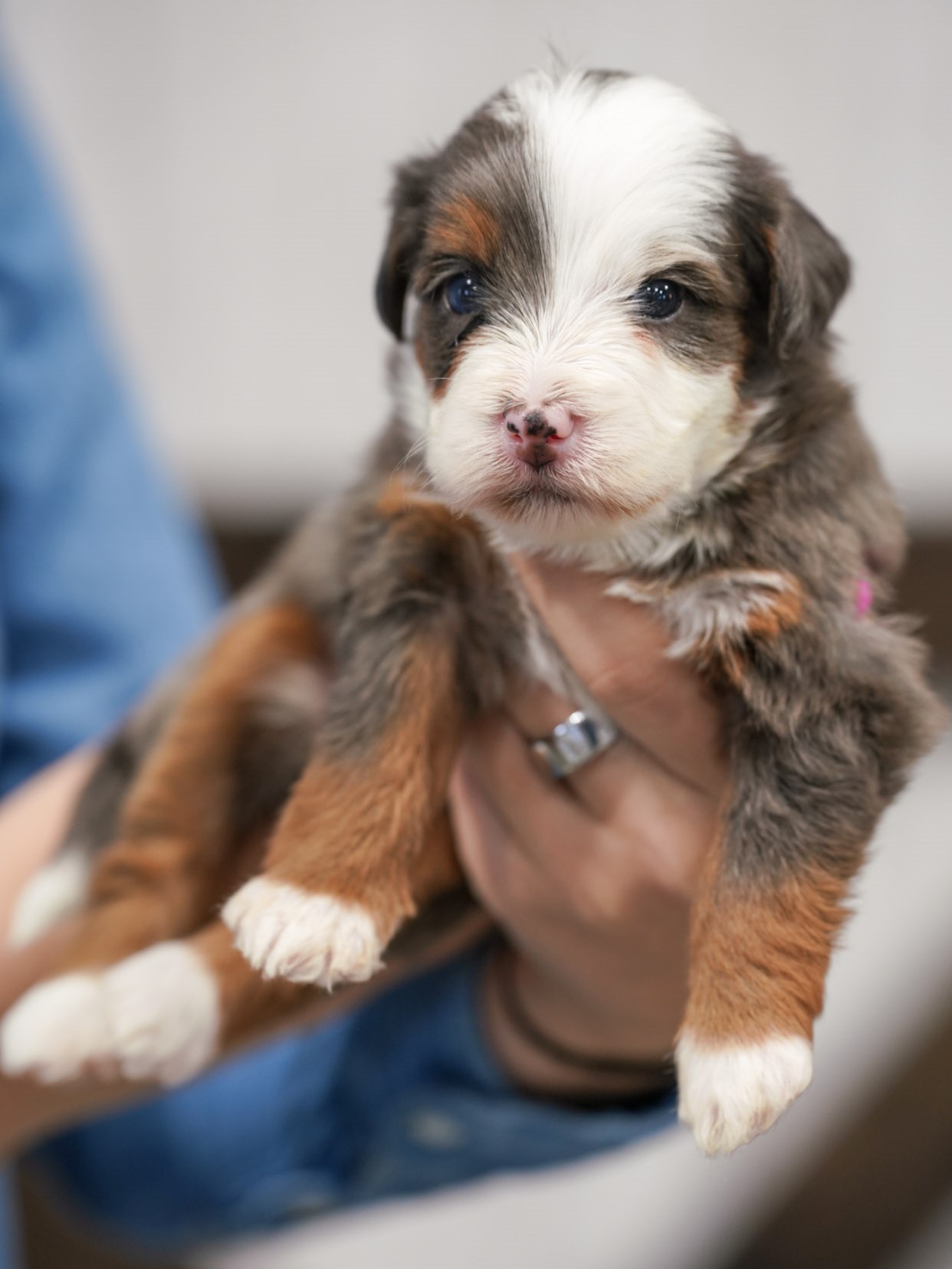 Alice, Merle Tri Colored, girl, Mini Bernedoodle, puppy at Down Home Doodle