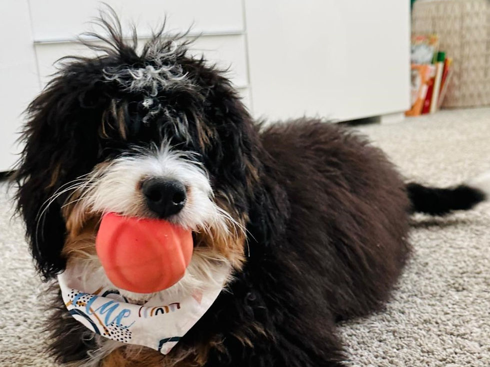 Bernedoodle playing with red ball