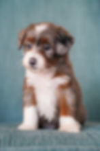 A Micro Bernedoodle sitting down