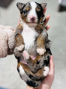 WhatsApp Image 2025-12-30 at 07.40.34.jpeg