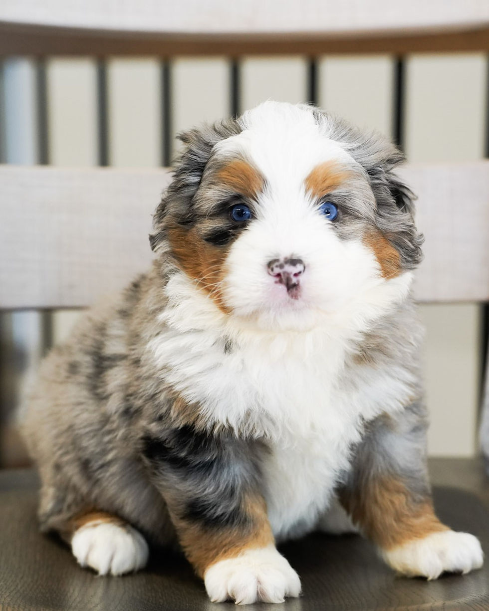 Merle Tri Bernedoodle puppy with blue eyes sitting on chair