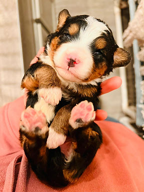 Peppermint Patty.jpg