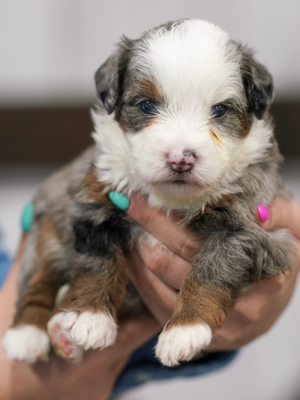 Fairy, Merle Tri Colored, girl, Mini Bernedoodle, puppy at Down Home Doodle