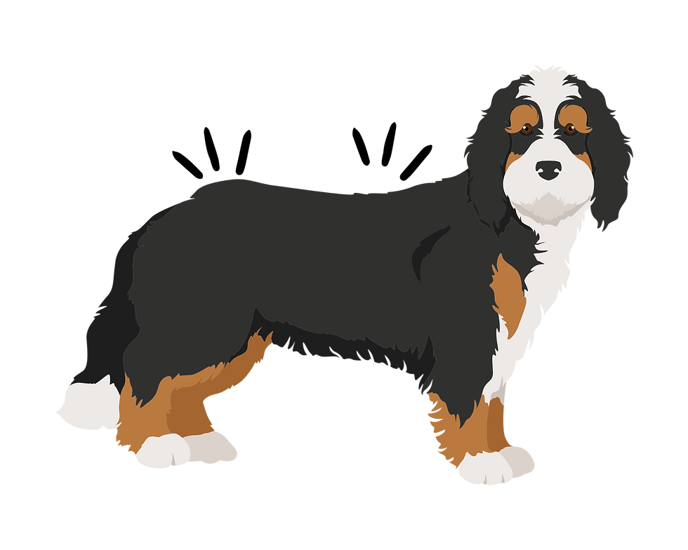 Managing Allergies in Bernedoodles Tips for a Happy and Healthy Pup