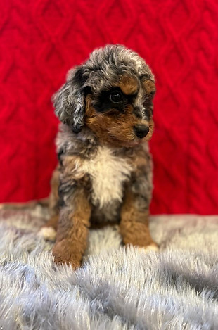 WhatsApp Image 2023-01-12 at 07.47.52.jpg