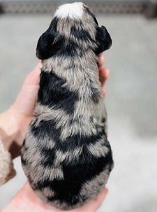 WhatsApp Image 2025-12-30 at 07.16.31 (1).jpeg