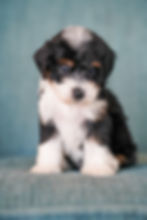 A Micro Bernedoodle sitting down
