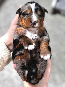 WhatsApp Image 2025-12-30 at 07.38.53.jpeg