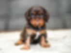 Espresso at 4 weeks old