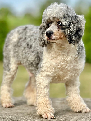 WhatsApp Image 2025-10-15 at 21.32_edited.jpg