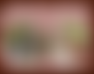 What is the Difference Between a King Charles Spaniel and a Cavalier King Charles Spaniel?