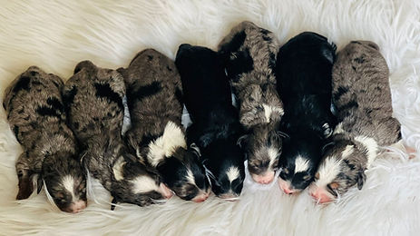 WhatsApp Image 2024-09-17 at 02.41.39_f7e4498a.jpg