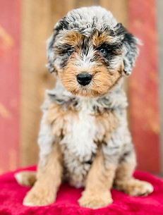 WhatsApp Image 2023-02-15 at 02.18.48.1.jpg