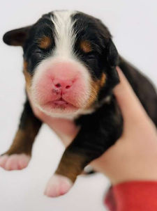 WhatsApp Image 2026-01-03 at 05.34.01.jpeg